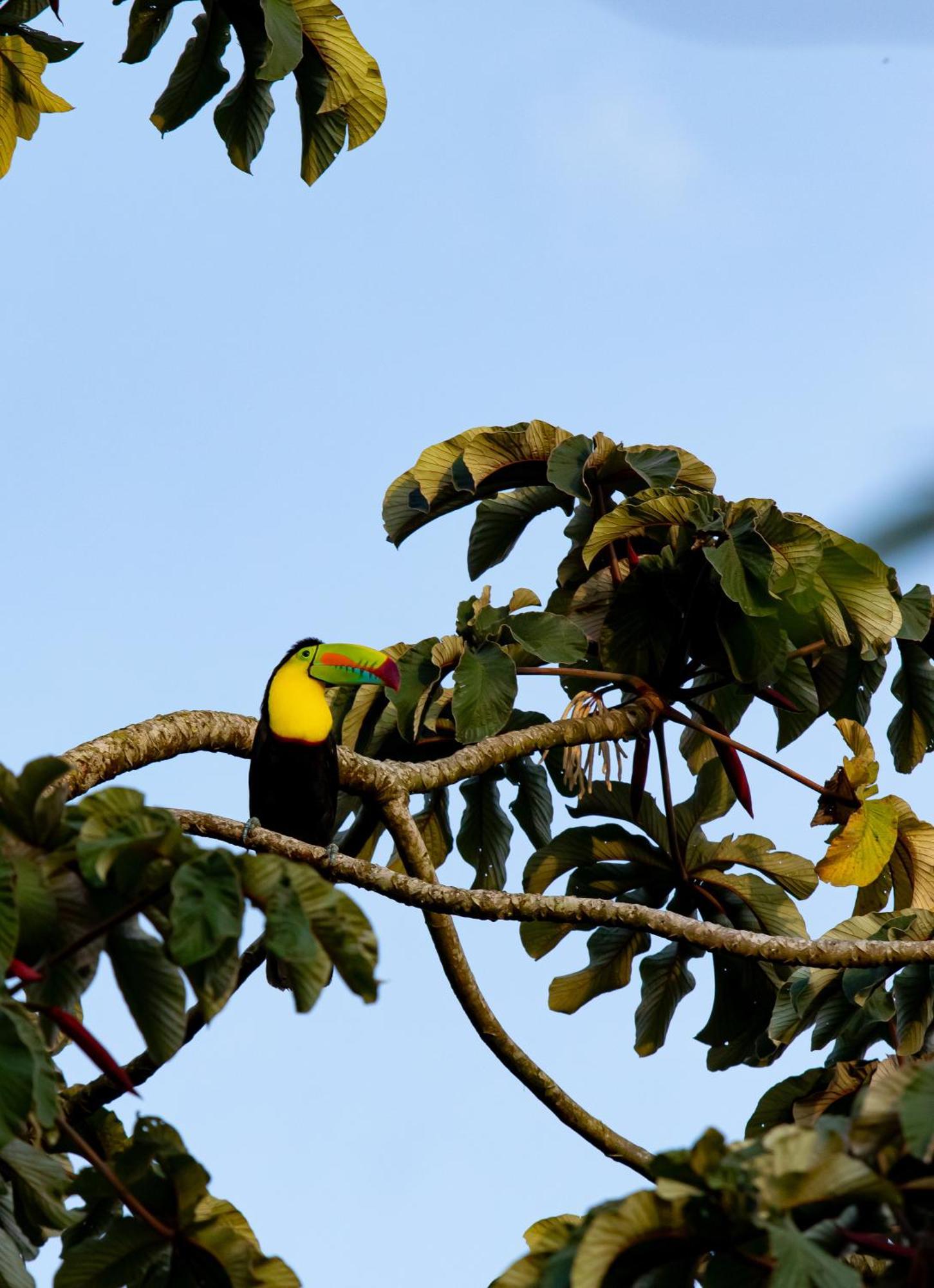 Heliconias Rainforest Lodge Bujagua Buitenkant foto