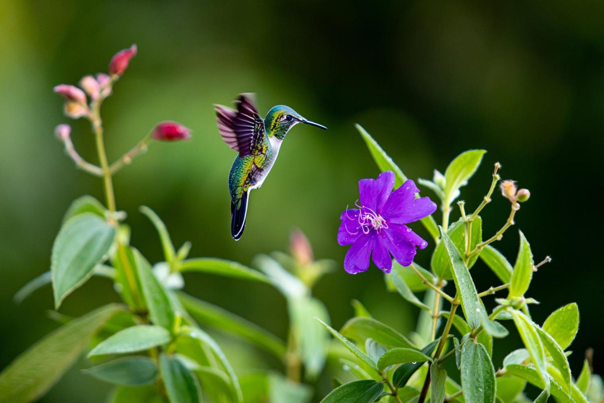 Heliconias Rainforest Lodge Bujagua Buitenkant foto